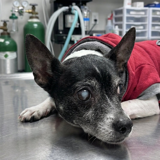 Donation to Gator <3